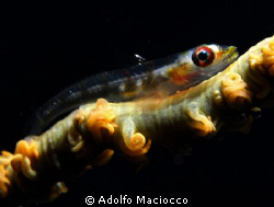 Goby on whip coral

 by Adolfo Maciocco 